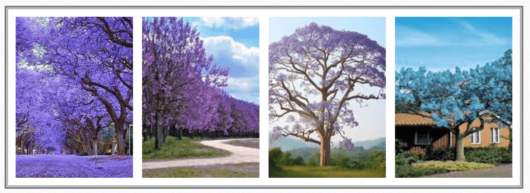 The Miracle Trees - Plant the Future! - BrightFuture.Org Shop