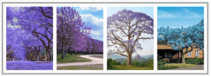 The Miracle Trees - Plant the Future! - BrightFuture.Org Shop