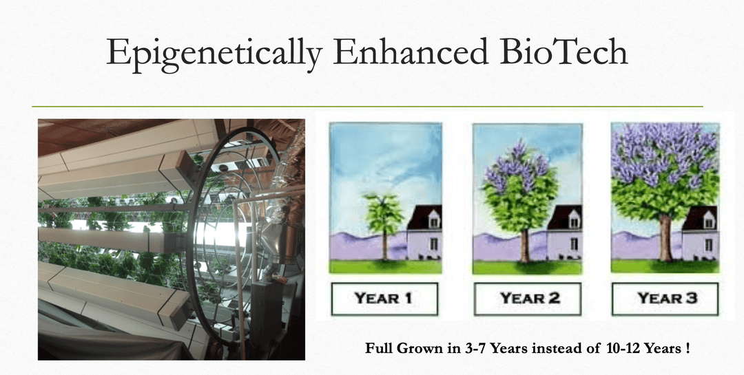 The Miracle Trees - Plant the Future! - BrightFuture.Org Shop