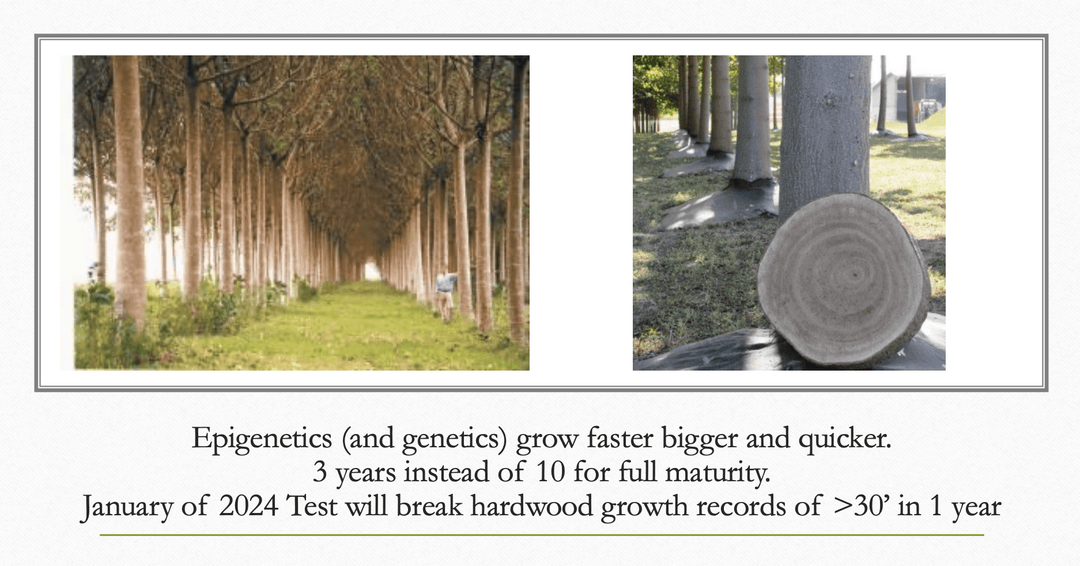 The Miracle Trees - Plant the Future! - BrightFuture.Org Shop