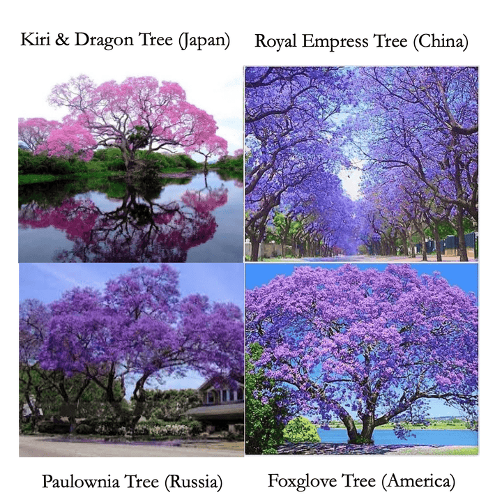 The Miracle Trees - Plant the Future! - BrightFuture.Org Shop