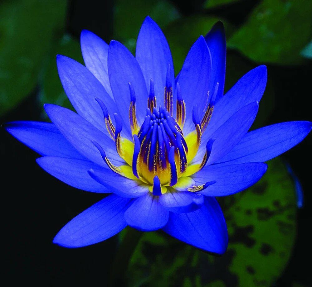 Blue Lotus Oil | Hydration Oil For Skin and Hair | Bright Future