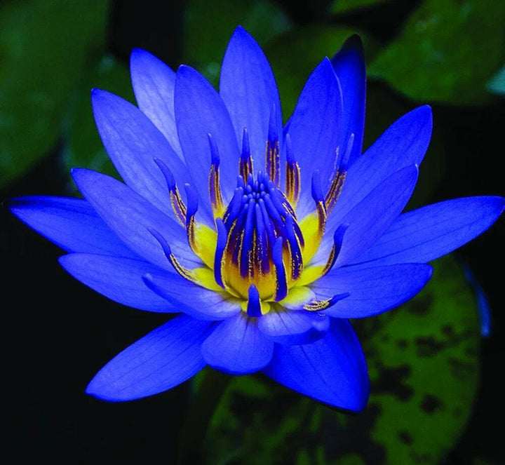 Blue Lotus Oil | Hydration Oil For Skin and Hair | Bright Future