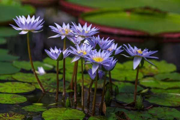 I AM DIVINE: Egyptian Blue Lotus HYDRASOL SPRAY